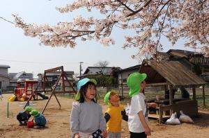 桜咲く園庭で…