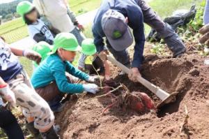 芋ほりも名人登場