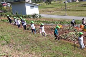 さつま芋畑に到着